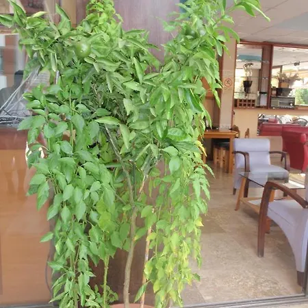 Otel Aloe Apart Marmaris